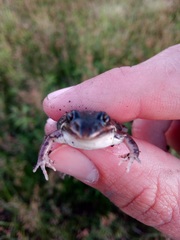 Leptodactylus latinasus