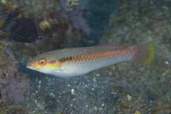 Halichoeres scapularis