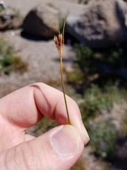 Juncus parryi