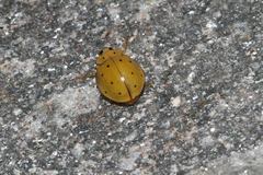 Harmonia sedecimnotata