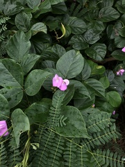 Canavalia cathartica