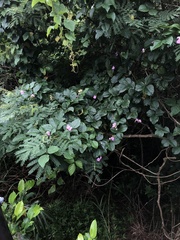 Canavalia cathartica