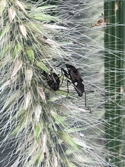 Panaorus csikii