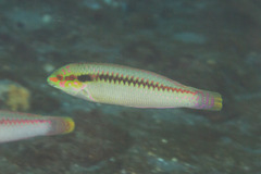 Halichoeres scapularis