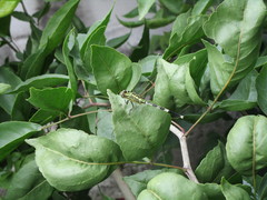 Diplacodes trivialis