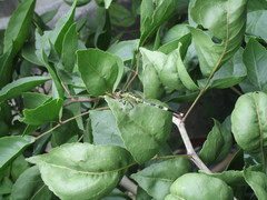 Diplacodes trivialis