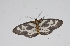 Percnia longitermen