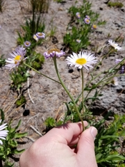 Erigeron glacialis glacialis