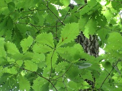Quercus crispula