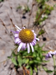 Erigeron glacialis glacialis