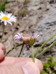 Erigeron glacialis glacialis