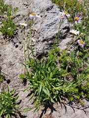 Erigeron glacialis glacialis