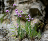 Chives - Photo (c) Igor, some rights reserved (CC BY-NC), uploaded by Igor