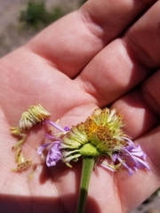 Erigeron glacialis glacialis