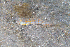 Valenciennea puellaris