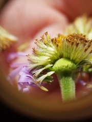Erigeron glacialis glacialis
