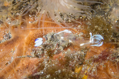 Ancylomenes magnificus