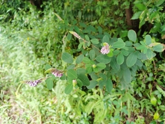 Grona heterocarpos