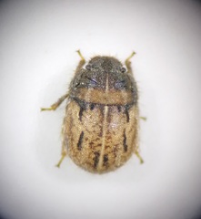 Odontoscelis lineola