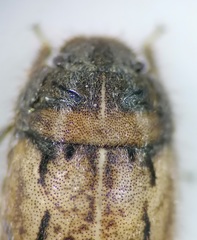 Odontoscelis lineola