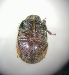 Odontoscelis lineola