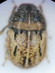 Odontoscelis lineola
