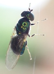 Microchrysa polita