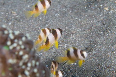 Amblypomacentrus breviceps