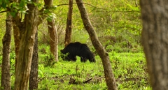 Melursus ursinus ursinus