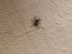 Menemerus semilimbatus