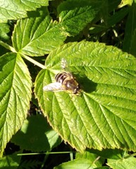 Eristalis nemorum