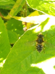 Eristalis nemorum