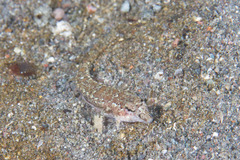 Diplogrammus goramensis