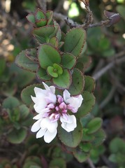 Veronica lavaudiana