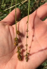 Carex aggregata