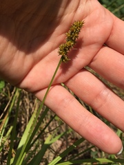 Carex aggregata