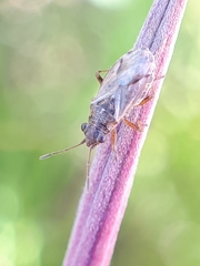 Nysius thymi
