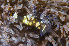 Ancylocaris brevicarpalis