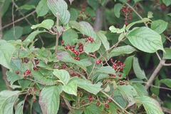 Viburnum erubescens