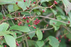 Viburnum erubescens