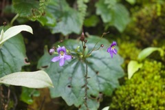 Platystemma violoides