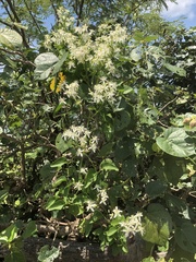 Clematis meyeniana