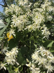 Clematis meyeniana
