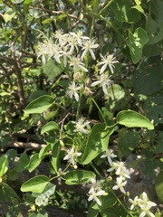 Clematis meyeniana