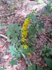 Agrimonia pilosa japonica