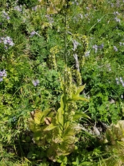 Veratrum viride eschscholtzianum