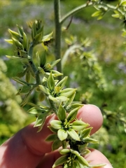 Veratrum viride eschscholtzianum