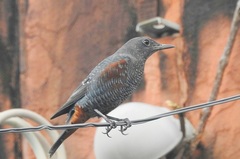 Monticola solitarius philippensis