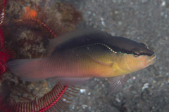 Pseudochromis perspicillatus