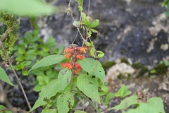 Colquhounia coccinea